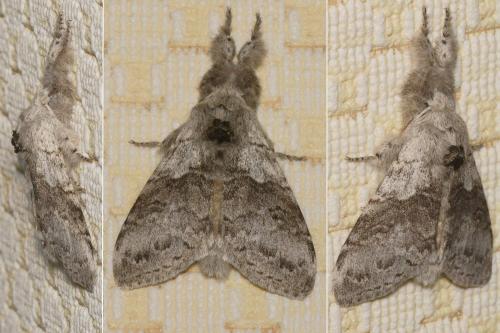 Réf. 220 656 : Calliteara pudibunda